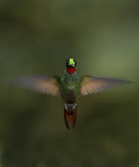 Jungle Wildlife Photography Drucke: Brazilian Ruby (Heliodoxa rubricauda)
