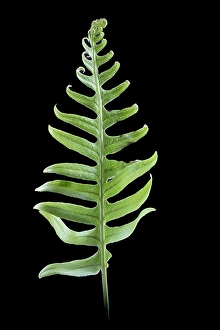 Close Up Green Leaves Drucke: Brede eikvaren, Intermediate Polypody, Polypodium interjectum