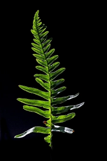 European Ferns Drucke: Brede eikvaren, Intermediate Polypody, Polypodium interjectum