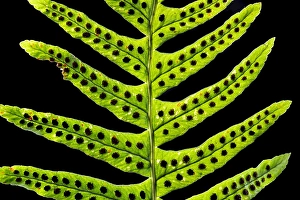 European Ferns Drucke: Brede eikvaren, Intermediate Polypody, Polypodium interjectum