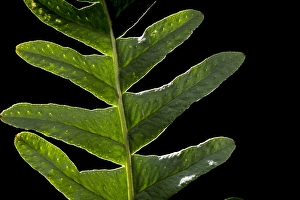 European Ferns Drucke: Brede eikvaren, Intermediate Polypody, Polypodium interjectum