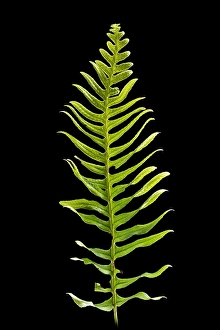 Green Nature Photography Drucke: Brede eikvaren, Intermediate Polypody, Polypodium interjectum