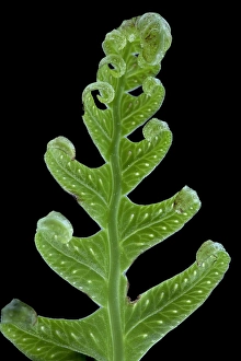 Wildlife Conservation Europe Drucke: Brede eikvaren, Intermediate Polypody, Polypodium interjectum