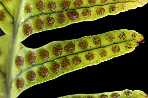 European Ferns Drucke: Brede eikvaren, Intermediate Polypody, Polypodium interjectum