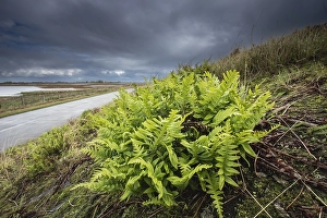 European Ferns Drucke: Brede eikvaren, Intermediate Polypody, Polypodium interjectum