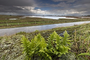 European Fern Species Drucke: Brede eikvaren, Intermediate Polypody, Polypodium interjectum