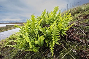 Wildlife Conservation Europe Drucke: Brede eikvaren, Intermediate Polypody, Polypodium interjectum