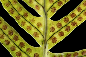 European Ferns Drucke: Brede eikvaren, Intermediate Polypody, Polypodium interjectum