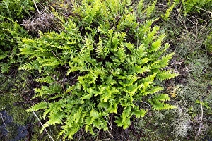 European Ferns Drucke: Brede eikvaren, Intermediate Polypody, Polypodium interjectum