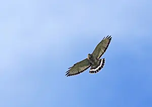 Bilder Datiert 27. Januar 2014: Breedvleugelbuizerd, Broad-winged Hawk, Buteo platypterus in Flug. Kolumbien