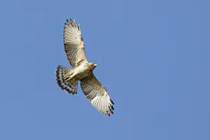 North America Bird Photography Drucke: Breedvleugelbuizerd, Broad-winged Hawk, Buteo platypterus