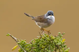 Brilgrasmus, Spectacled Warbler, Curruca conspicillata conspicil