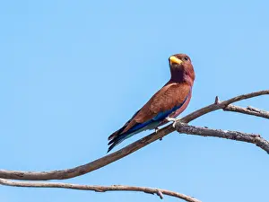 Gerahmter Druck : Breitschnabel-Rollkopf, Eurystomus glaucurus