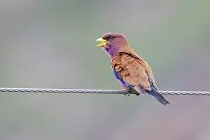 Coraciiformes Species Drucke: Broad-billed Roller, Eurystomus glaucurus