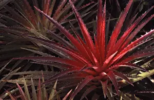 Gerahmter Druck : Bromelia Gerahmter Druck : Bromelia