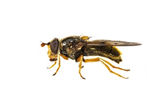European Hoverfly Drucke: Bronze Sap Hoverfly, Ferdinandea cuprea