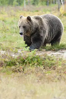 Brauner Bär, Ursus arctos