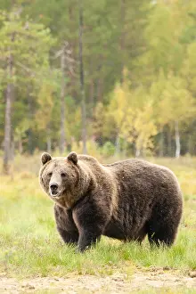 Wild Animal Fauna Drucke: Brown bear, Ursus arctos