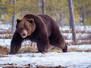 Brown Bear Drucke: Brown bear, Ursus arctos