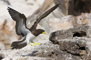 African Wildlife Birds Drucke: Brown Booby