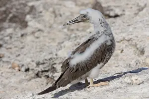Sulidae Family Birds Drucke: Brown Booby