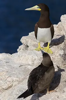 African Wildlife Birds Drucke: Brown Booby