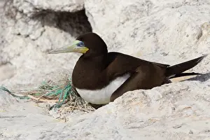 Sulidae Family Birds Drucke: Brown Booby