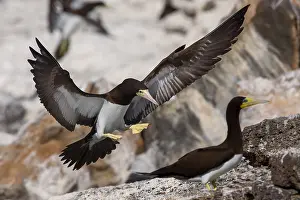 African Wildlife Birds Drucke: Brown Booby