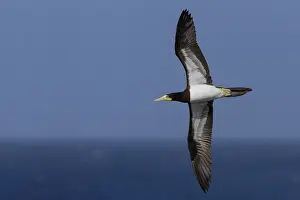 African Wildlife Animals Drucke: Brown Booby
