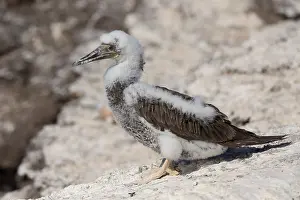 African Wildlife Birds Drucke: Brown Booby
