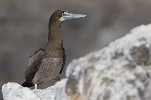 Sulidae Family Birds Drucke: Brown Booby