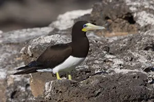 Sulidae Family Birds Drucke: Brown Booby