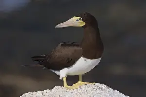 Sulidae Family Birds Drucke: Brown Booby
