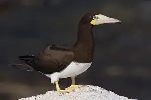 Sulidae Family Birds Drucke: Brown Booby