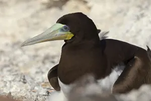 Sulidae Family Birds Drucke: Brown Booby