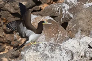 African Seabirds Drucke: Brown Booby