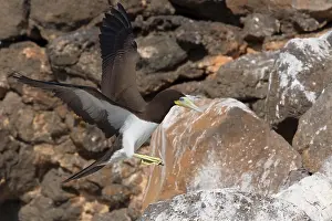 Brauner Tropikvogel