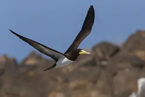 African Wildlife Animals Drucke: Brown Booby