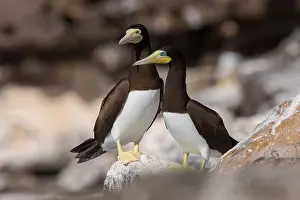 Sulidae Family Birds Drucke: Brown Booby