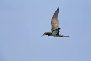 African Wildlife Birds Drucke: Brown Booby