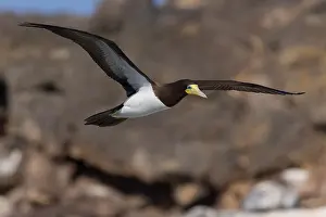 Sulidae Family Birds Drucke: Brown Booby