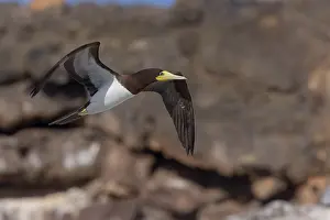 African Wildlife Animals Drucke: Brown Booby