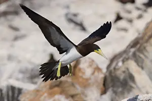 African Wildlife Birds Drucke: Brown Booby