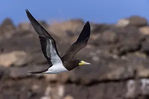 African Wildlife Animals Drucke: Brown Booby