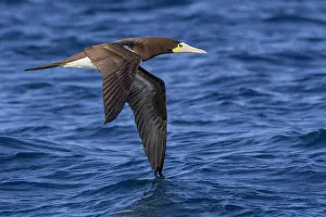 Brauner Tauchvogel in Flug.