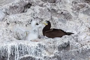 Braunbrusttölpel, Sula leucogaster