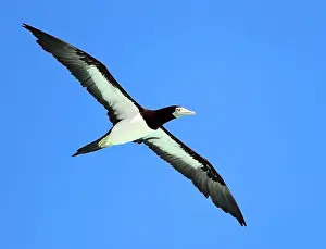 Blue Sky Nature Scenes Drucke: Brown Booby, Sula leucogaster plotus