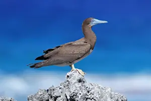 Bilder Datiert 25. Januar 2021: Brown Booby, Sula leucogaster plotus