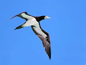 Braunbrust-Tölpel, Sula leucogaster plotus