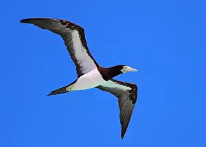 Brown Booby, Sula leucogaster plotus